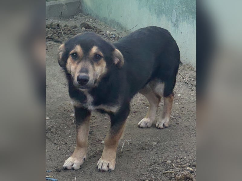 ⭐️BERO⭐️, lustiger Mini, Rüde, fast 2 Jahre, 32cm, Mischling, Tierschutz