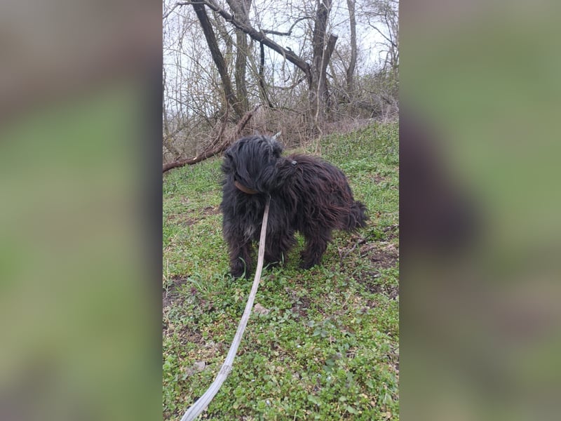 Kalle Tierschutzhund sucht ein Zuhause