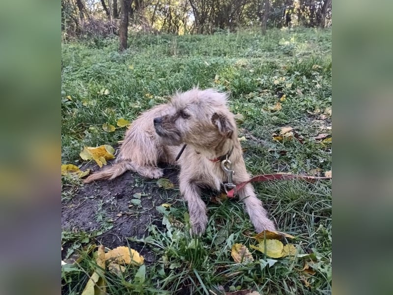 Penny Tierschutzhund sucht ein Zuhause