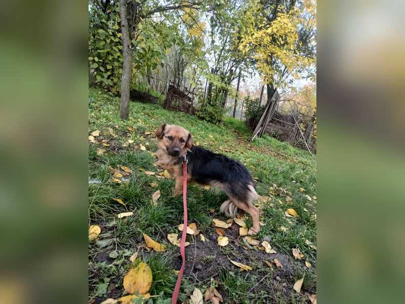 Milly Tierschutzhund sucht ein Zuhause