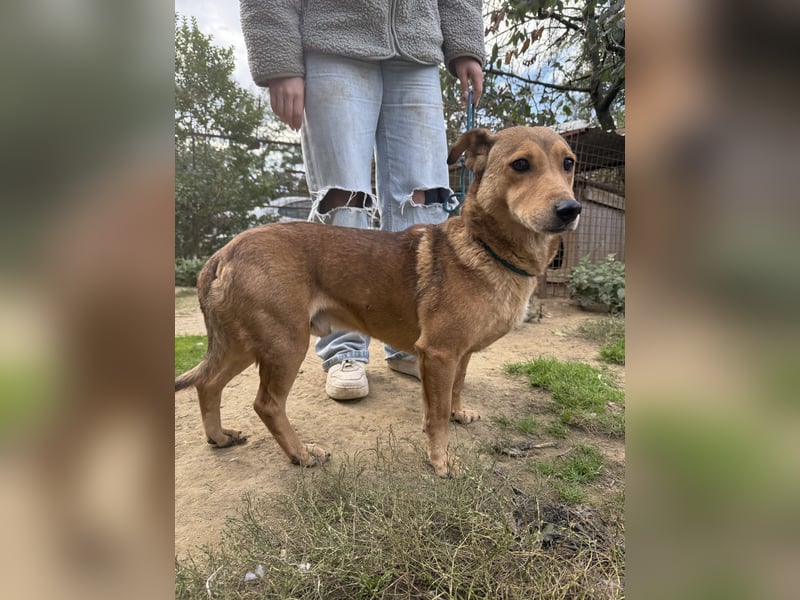 Pityke - freundlicher Hundemann sucht liebevolles Zuhause