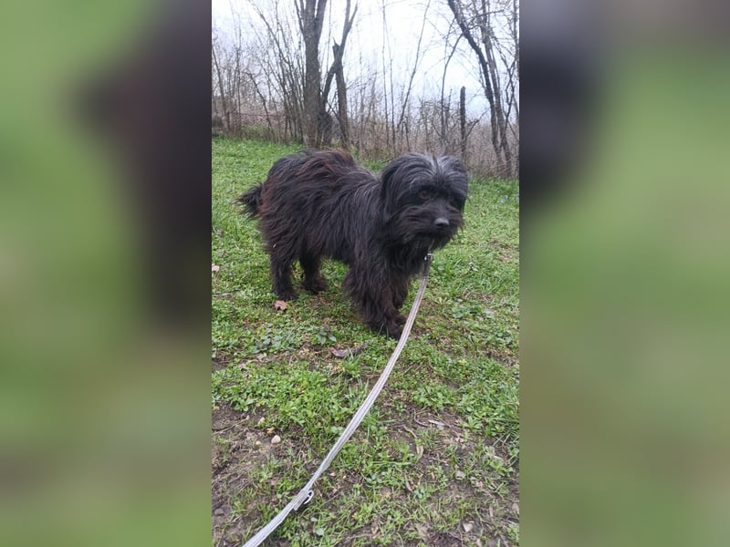 Kalle Tierschutzhund sucht ein Zuhause