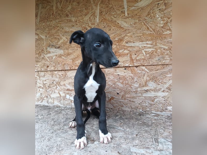 Sonic Tierschutzhund sucht ein Zuhause