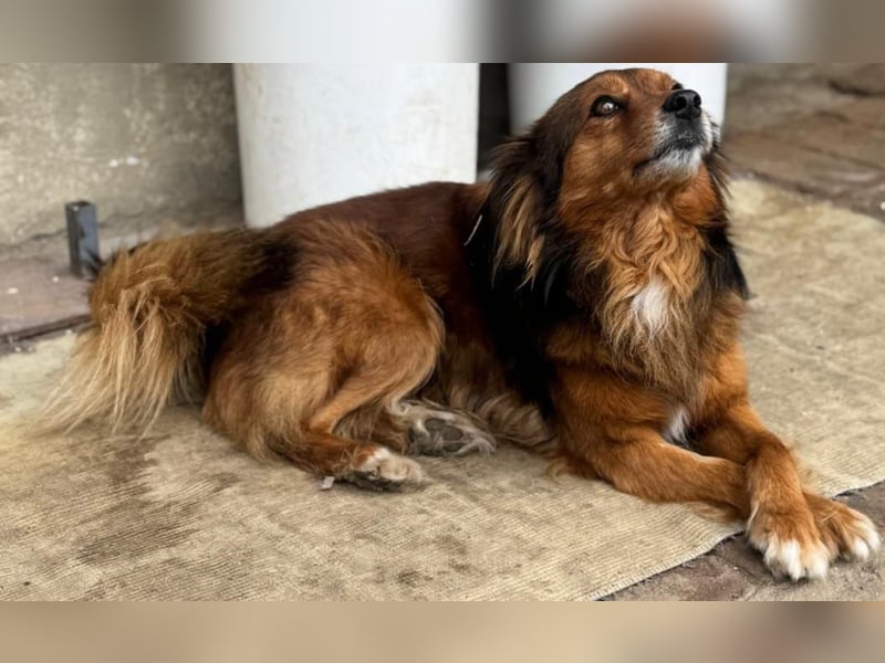 Monty, sein Herrchen verstarb , nun sucht er in Deutschland ein neues Zuhause....