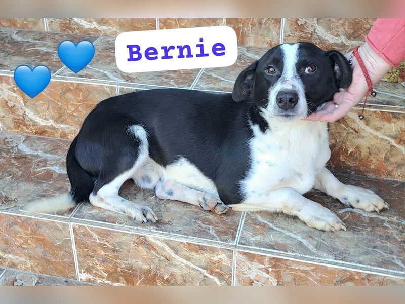 Bernie habe ich aus dem Tötungsshelter gerettet, nun wartet er sehnsüchtig auf ein Zuhause