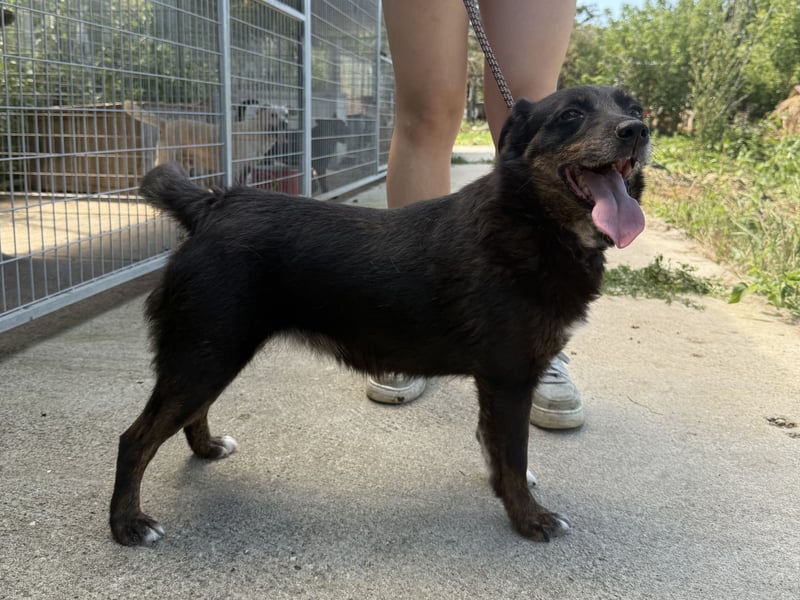 Trixie - Kämpferin sucht großes Glück