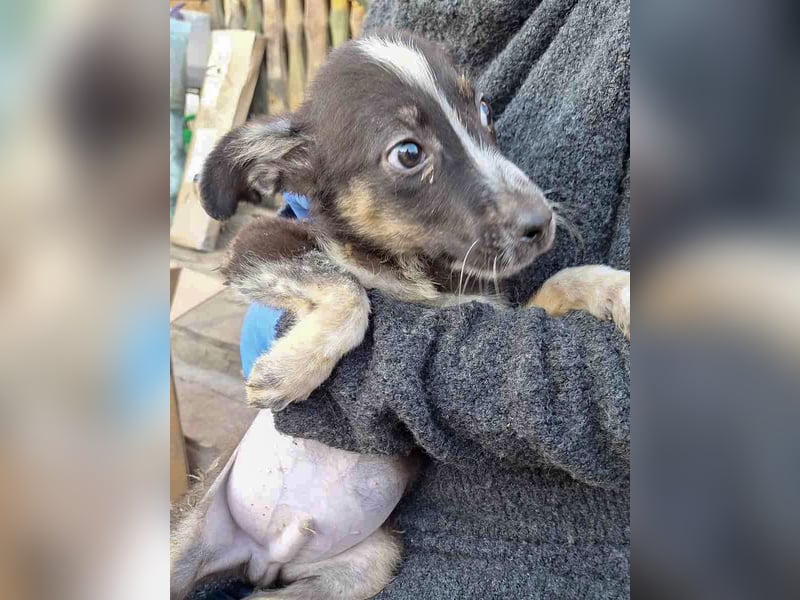 UTAX, aufgeweckter kleiner Entdecker, 4 Monate, 35 cm, Mischling, Tierschutz Rumänien