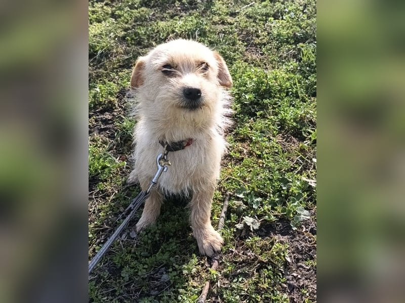 Bonnie Tierschutzhund sucht ein Zuhause