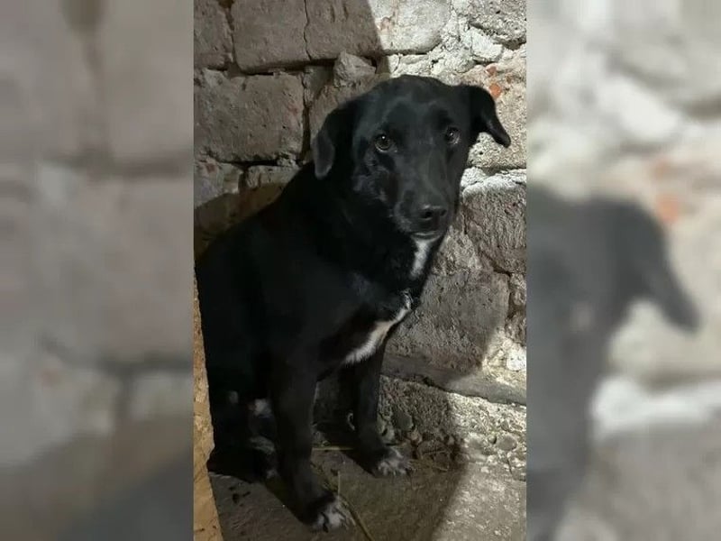 ⭐️RANA⭐️, Hündin, 4,5 Jahre, 38 cm, Mischling, Tierschutz