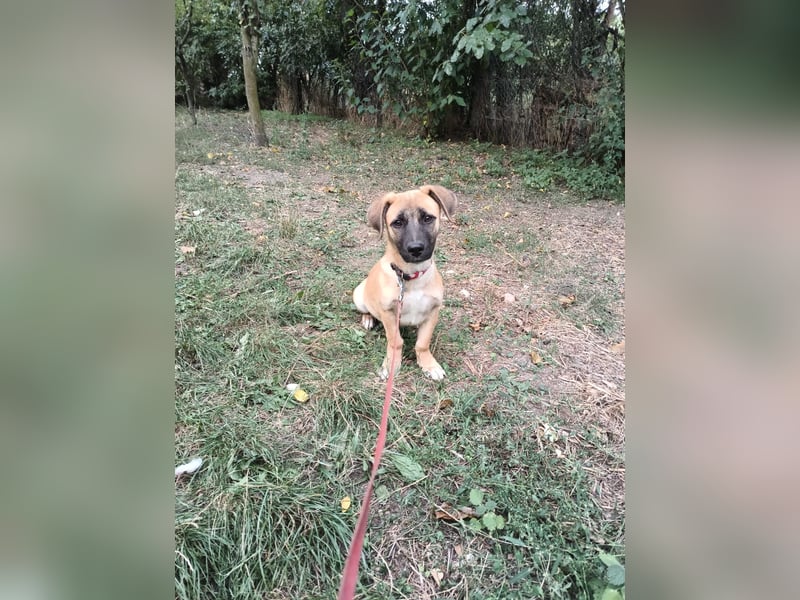 Zara Tierschutzhund sucht ein Zuhause