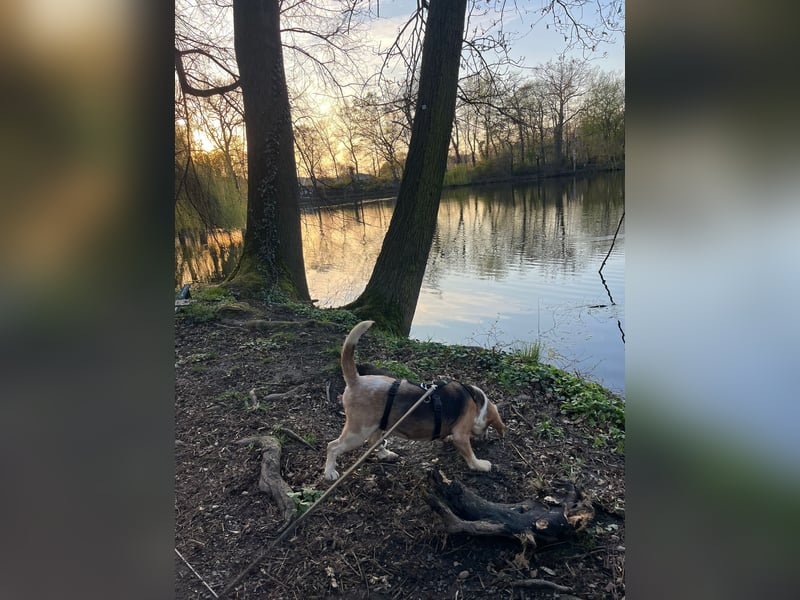 DAISY, Super-Omi, 10 Jahre, 36 cm, Beagle-Mix, Tierschutz, Pflegestelle Leipzig