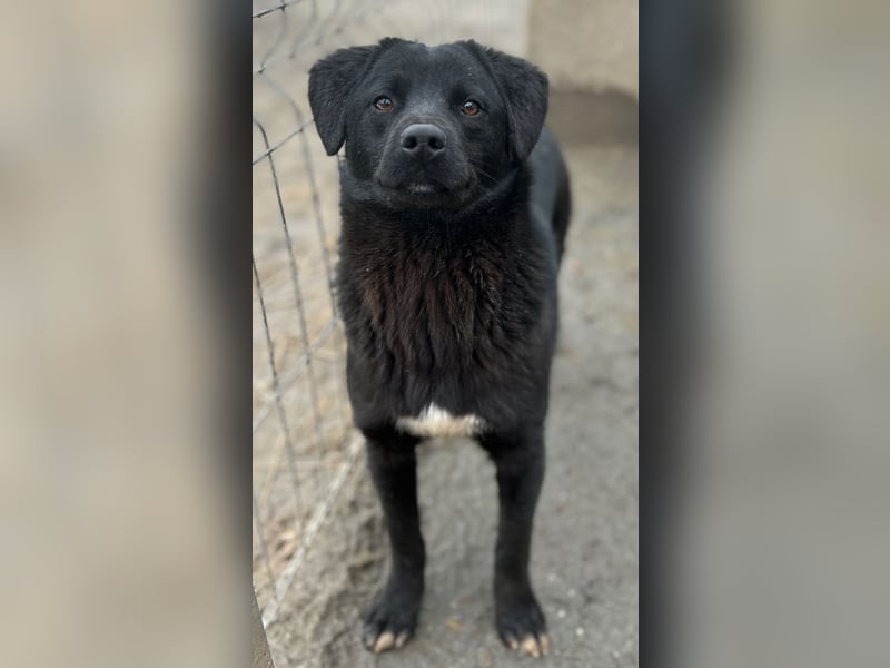 ⭐️YANO⭐️, bezaubernder Hundejunge, 1 Jahr, 37 cm, Mischling, Tierschutz Rumänien