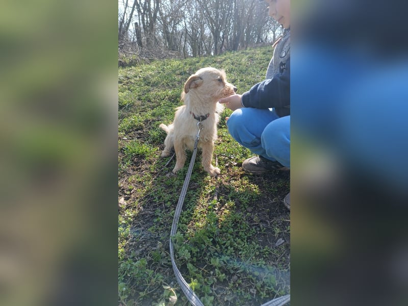Bonnie Tierschutzhund sucht ein Zuhause