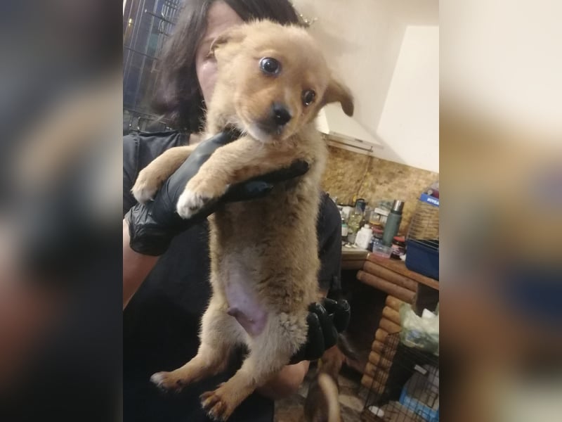 ⭐️GOLIATH⭐️, Mini-Rüde, 3 Jahre, 30 cm, Mischling, Tierschutz