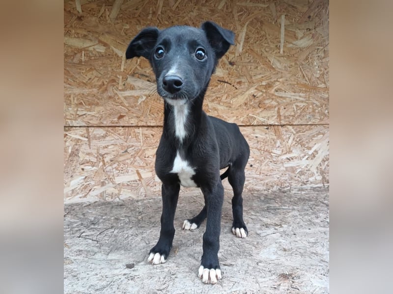 Smartie Tierschutzhund sucht ein Zuhause