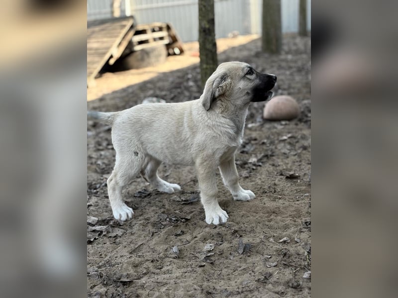 Nala sucht ihr Glück