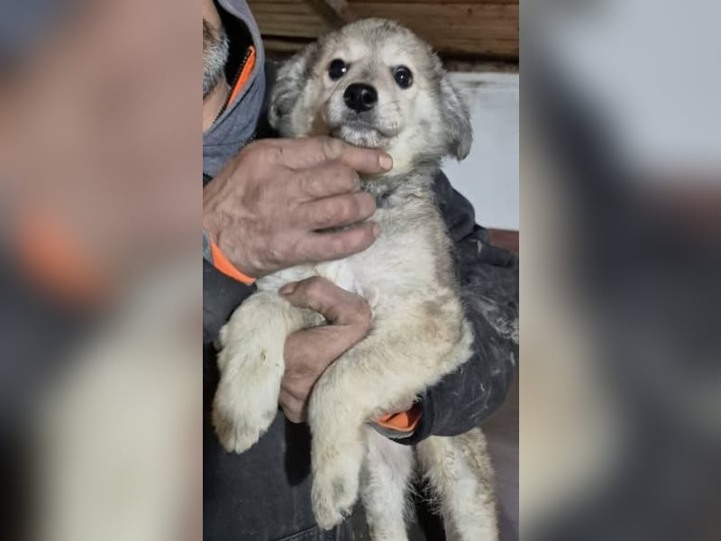 Welpenhündin 890521 sucht ihre Menschen