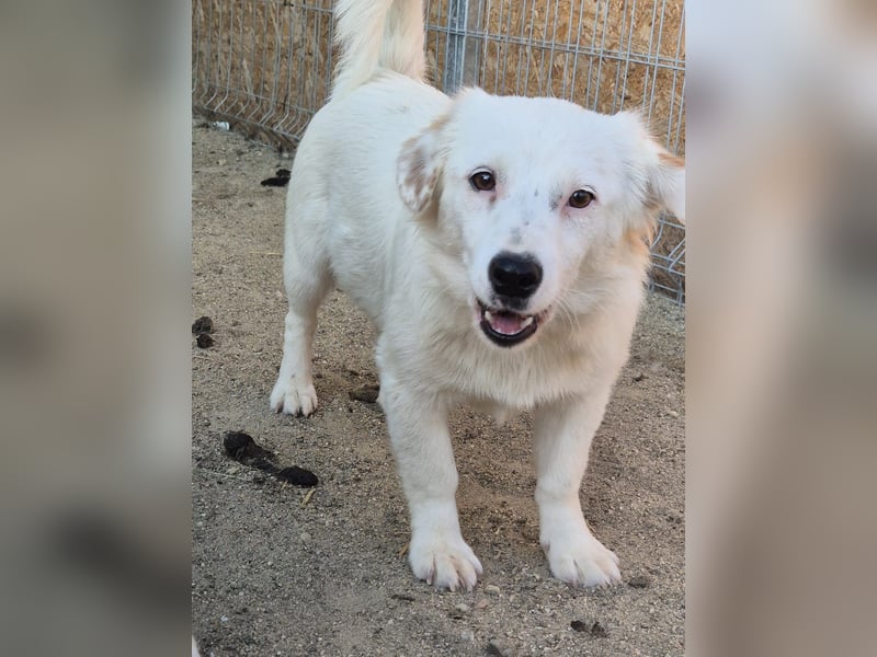 ⭐️FELIA⭐️, reizende Hündin, 1 Jahr, 34cm, Mischling, Tierschutz