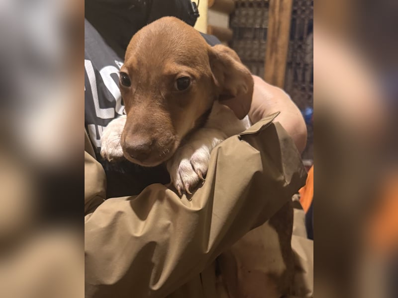 BENI, aufmerksamer Welpe, 3 Monate, 29 cm, Mischling, Tierschutz Rumänien