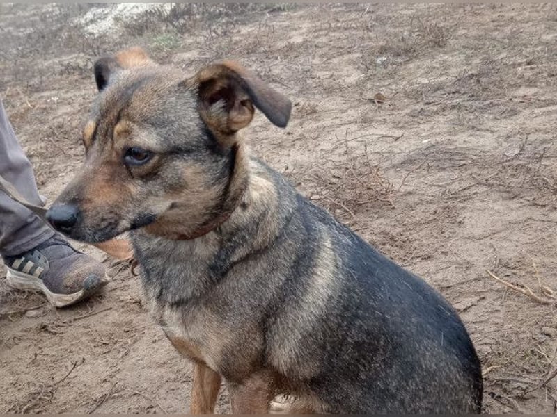 Poppy - Verdient endlich ein liebendes Zuhause!