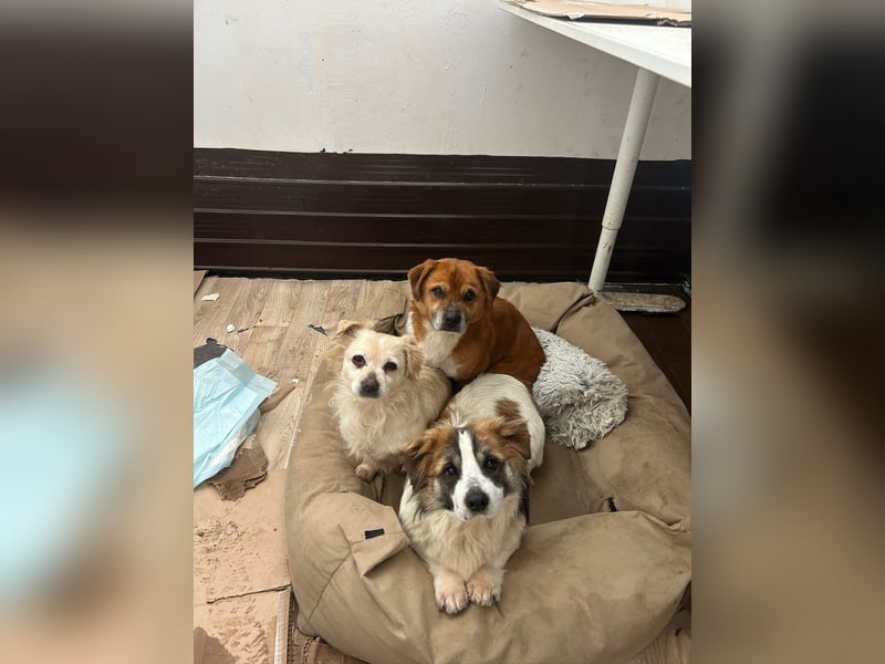 TIC, unkomplizierte Mini-Hündin, 2 Jahre, 30 cm, Mischling, Tierschutz Rumänien