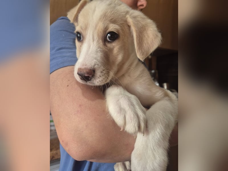 Welpenrüde 273746 sucht seine Menschen