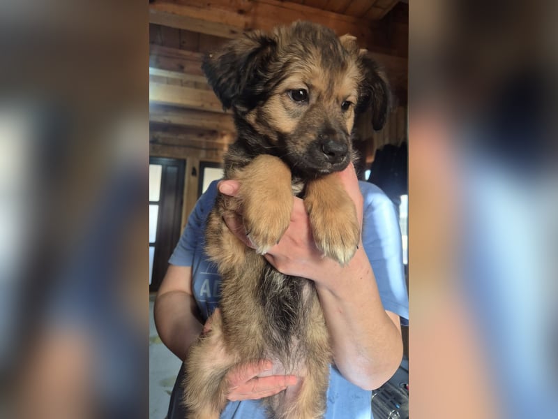 Welpenmädchen 273763 möchte gerne bei DIR einziehen!