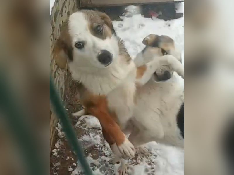 ⭐️FELIPA⭐️, Hündin, 11 Monate, 37 cm, Mischling, Tierschutz