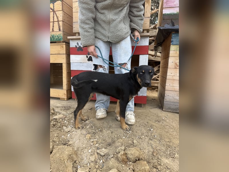 Rizling möchte zeigen, was in ihr steckt