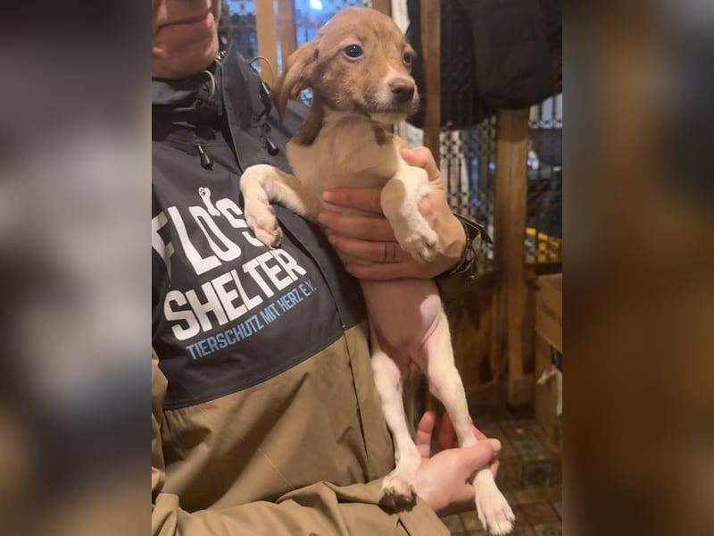 BIGGI, pfiffige Welpin, 3 Monate, 27 cm, Mischling, Tierschutz Rumänien