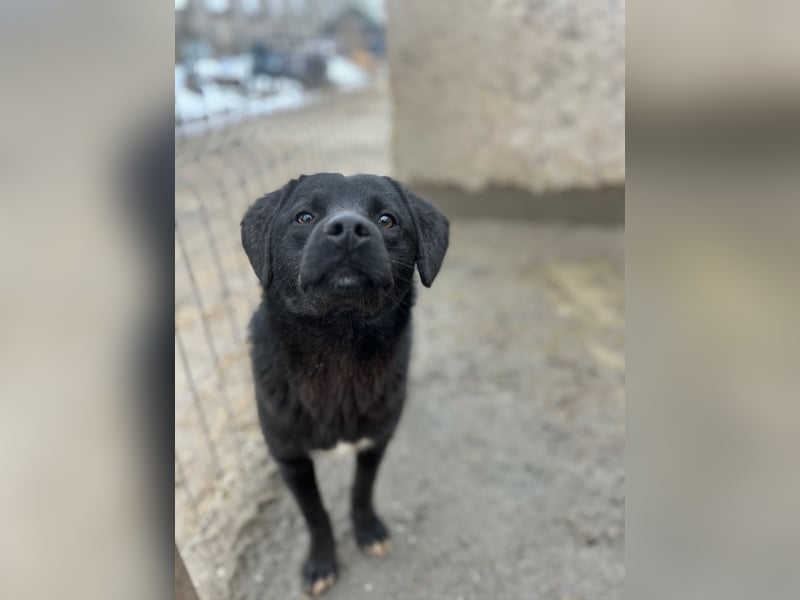 ⭐️YANO⭐️, bezaubernder Hundejunge, 1 Jahr, 37 cm, Mischling, Tierschutz Rumänien