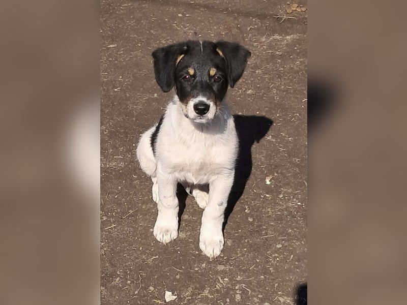 Vidar, kleiner Hundemann sucht sein Körbchen