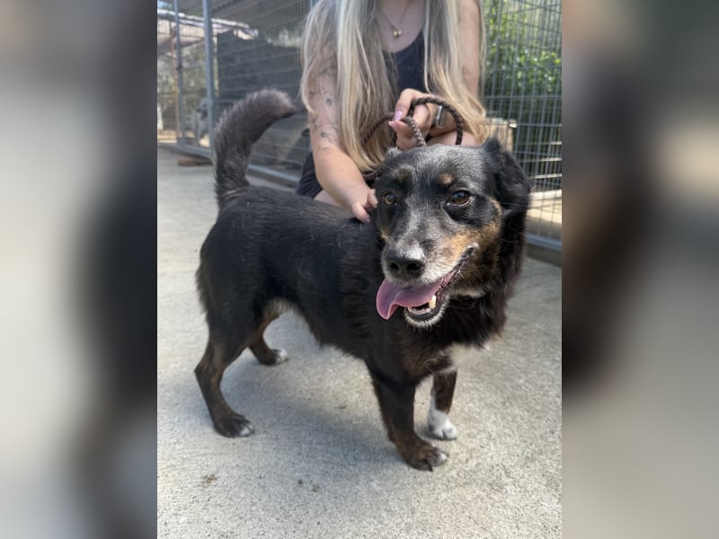 Trixie - Kämpferin sucht großes Glück