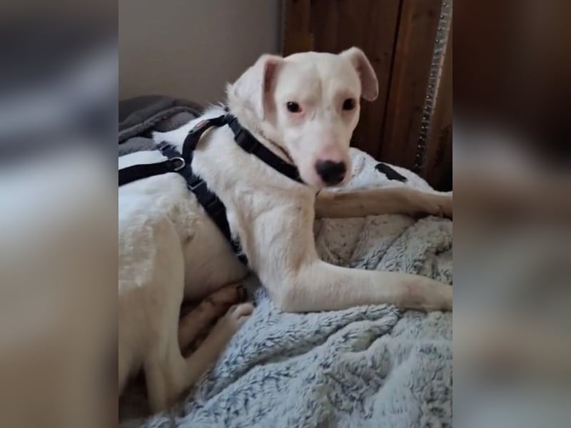 ARTEMIS, lustige Lakritz-Nase, 1 Jahr, 40 cm, Mischlingsmädchen, Tierschutz, Pflegestelle 53773