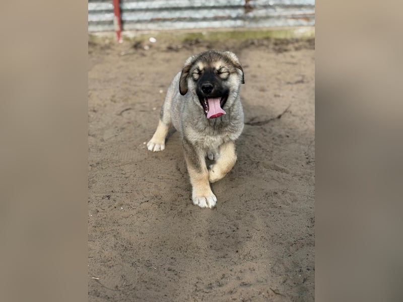 Nevin träumt von einem eigenen Zuhause