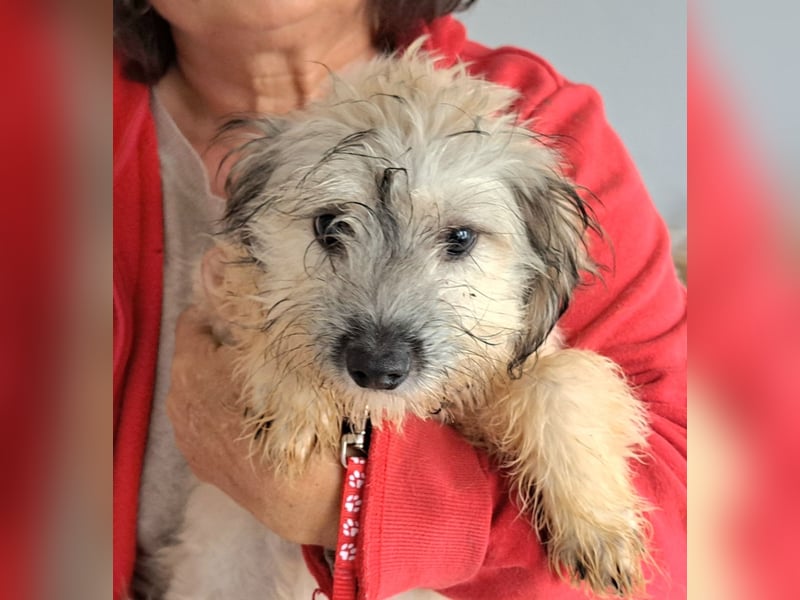 Welpe Florence möchte Rumänien schnell verlassen