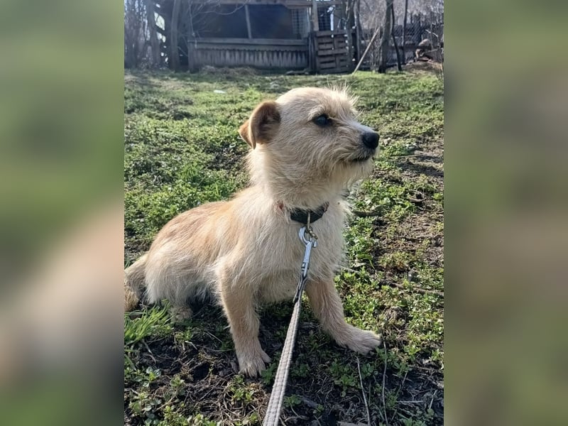Bonnie Tierschutzhund sucht ein Zuhause