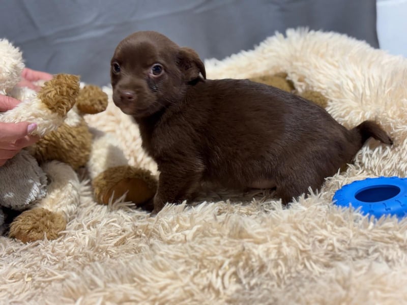 Pindur, kleines Hundekind