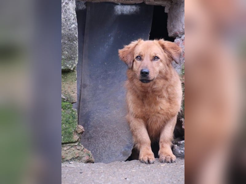 ⭐️Dixy⭐️, hübsches Schleckermaul, Hündin, 3 Jahre, 40 cm, Tierschutz Rumänien