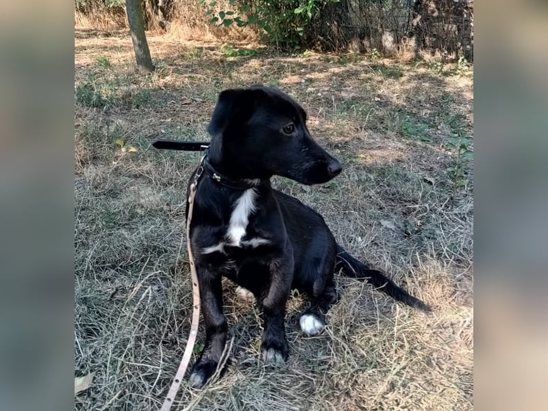 Lilu Tierschutzhund sucht ein Zuhause