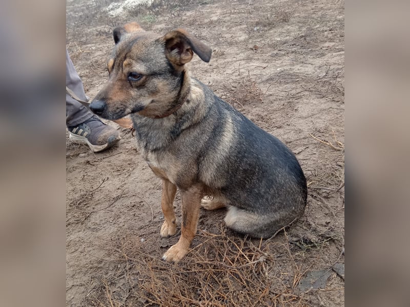 Poppy - Verdient endlich ein liebendes Zuhause!