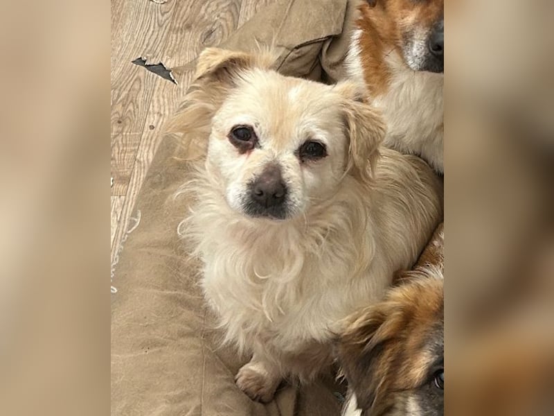 ⭐️TIC⭐️, unkomplizierte Hundemaus, 2 Jahre, 30 cm, Mischling, Tierschutz