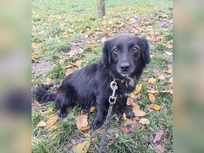 Molly Tierschutzhund sucht ein Zuhause