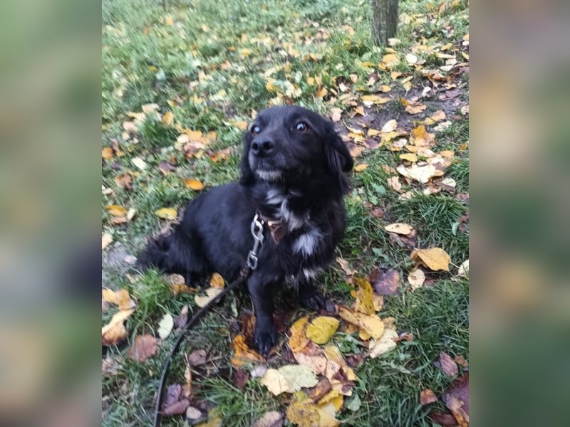 Molly Tierschutzhund sucht ein Zuhause