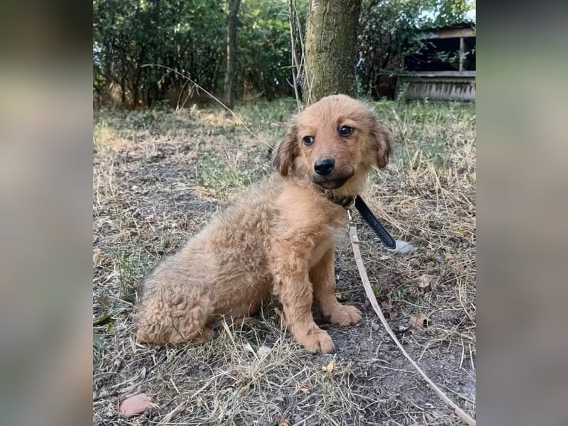 Leo Tierschutzhund sucht ein Zuhause
