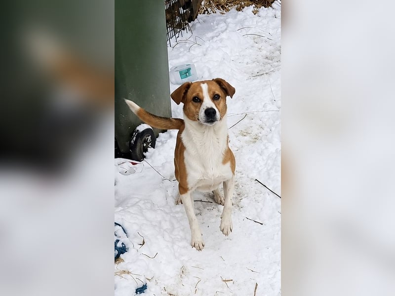 NAKKI, freundliche Begleiterin, Hündin, 3,5 Jahre, 40 cm, Mischling, Tierschutz