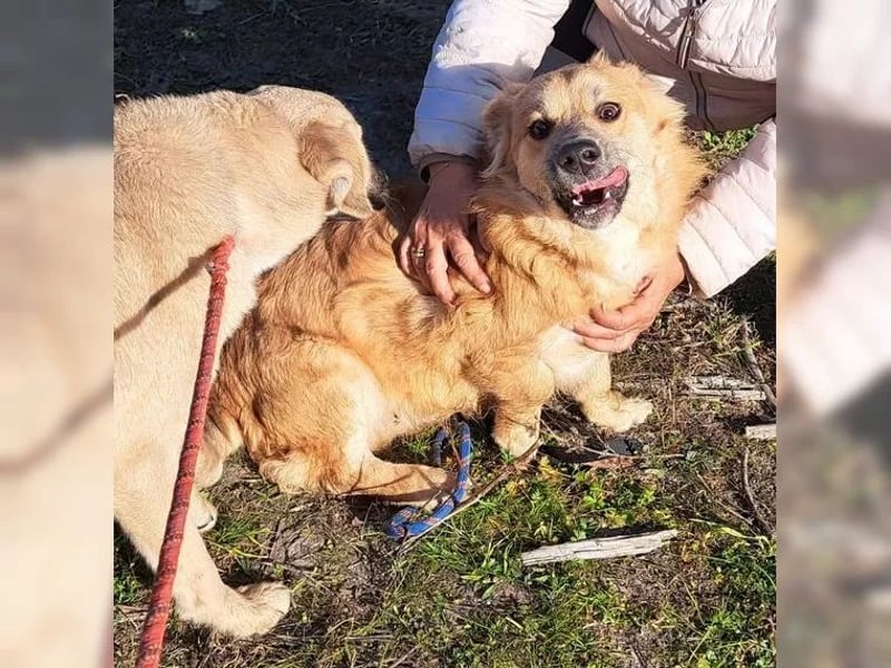 Junghund Rüde Keanu 30 cm, ist ein sehr lieber Rüde der ein eigenes Zuhause möchte