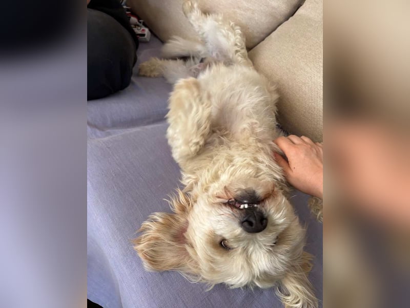 ⭐️PIXIE⭐️, Rüde, 1,5 Jahre, 35 cm, Mischling, Tierschutz