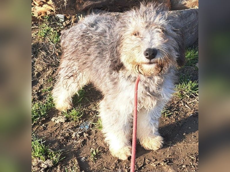 Junghund Bobi möchte Rumänien schnell verlassen