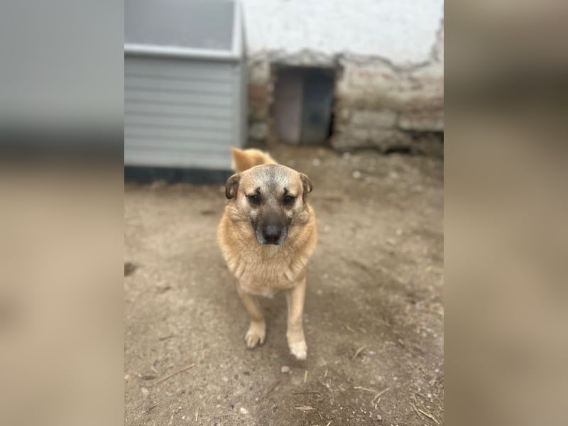 Nofell ⭐️TONI ⭐️, Rüde, 3 Jahre, 29cm, Mischling, Tierschutz Rumänien